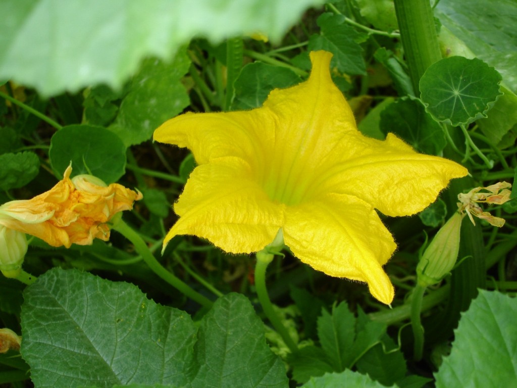 Squash Blossom