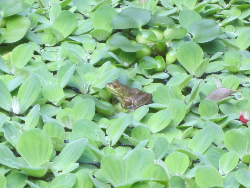 Frog in the Pond