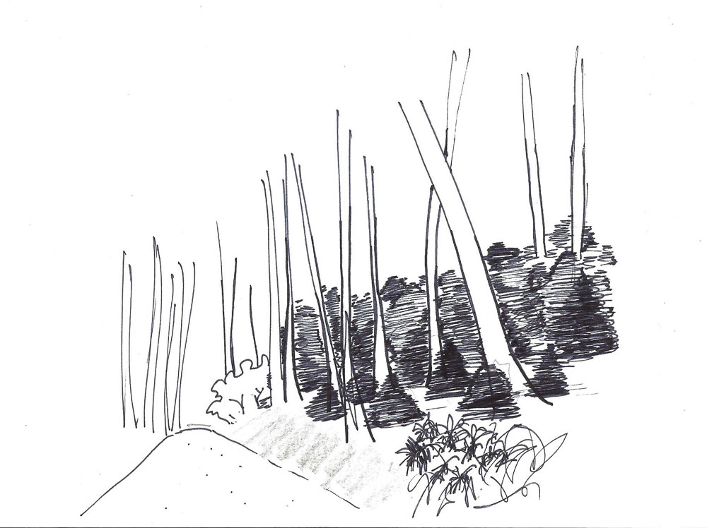 Forest Design Sketch