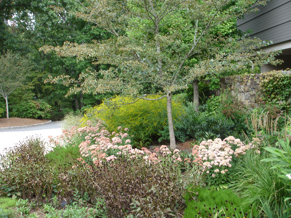 Contemporary Garden